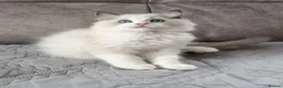 Ragdoll cats for sale: TICA registered ragdoll kittens  - Advert 14