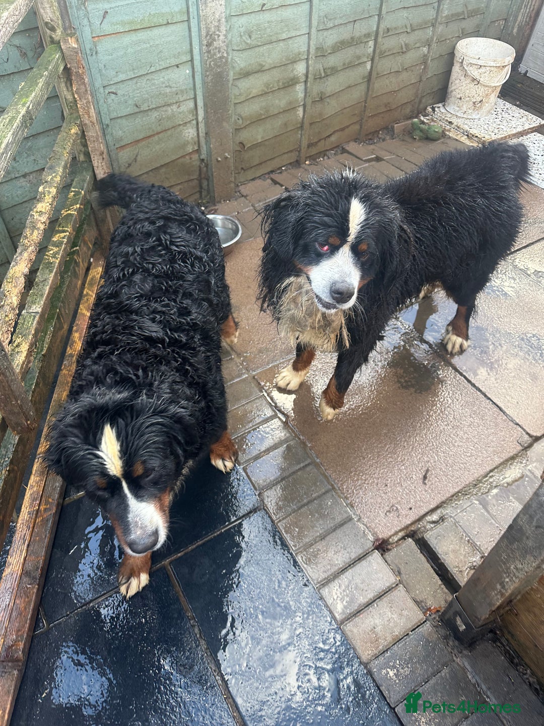 Bernese Mountain Dog dogs for sale: Burnese mountain dog - Advert 4