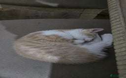Mixed Breed cats for sale: Beautiful Kittens  - Image 9