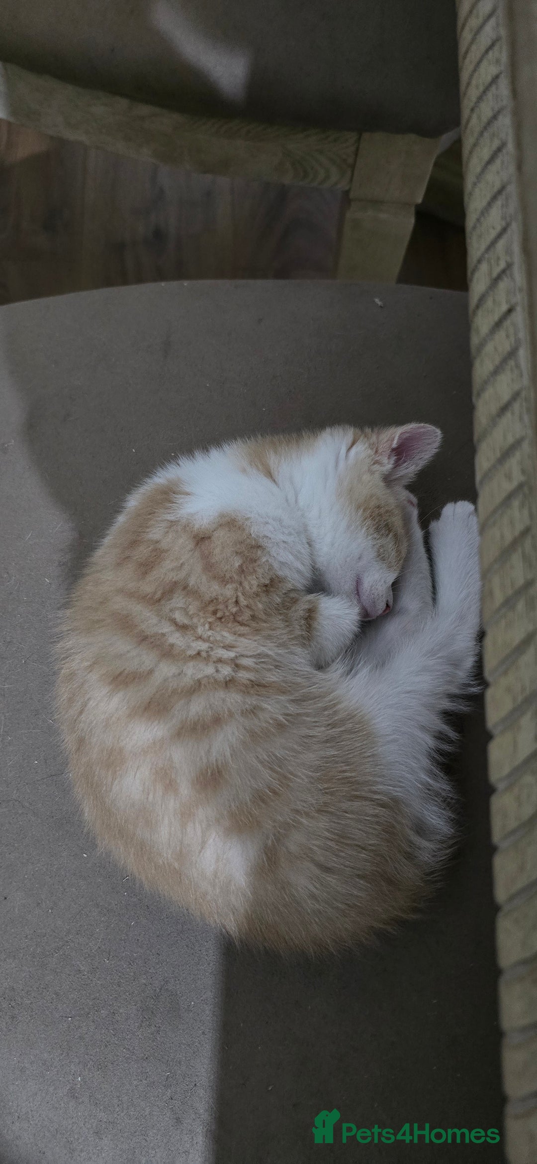 Mixed Breed cats for sale: Beautiful Kittens  - Image 9
