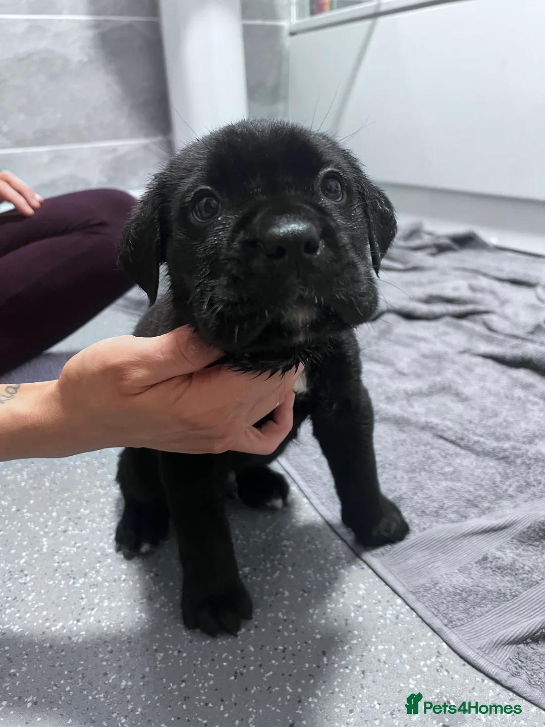 Cane Corso dogs for sale: Cane corsos full pedigree only 4 left - Advert 3