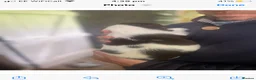 English Springer Spaniel dogs for sale: English Springer Spaniel pups for sale! - Advert 15