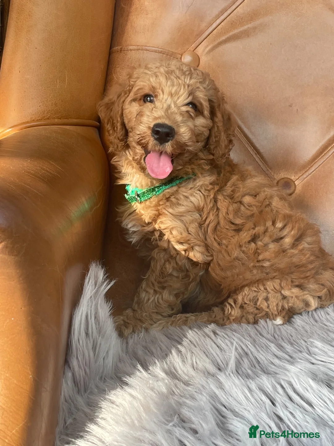 Cockapoo dogs for sale: Cockapoo F1 puppies  - Advert 1