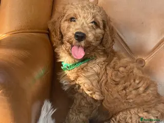 Cockapoo dogs Cockapoo F1 puppies - Advert 1
