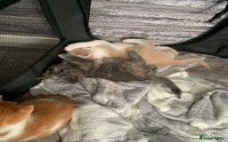 Mixed Breed cats for sale: 5 beautiful mixed British short hair  ✨ - Image 18