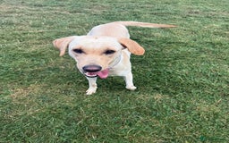 Labrador Retriever dogs for sale: 18 month old female labrador - Image 3