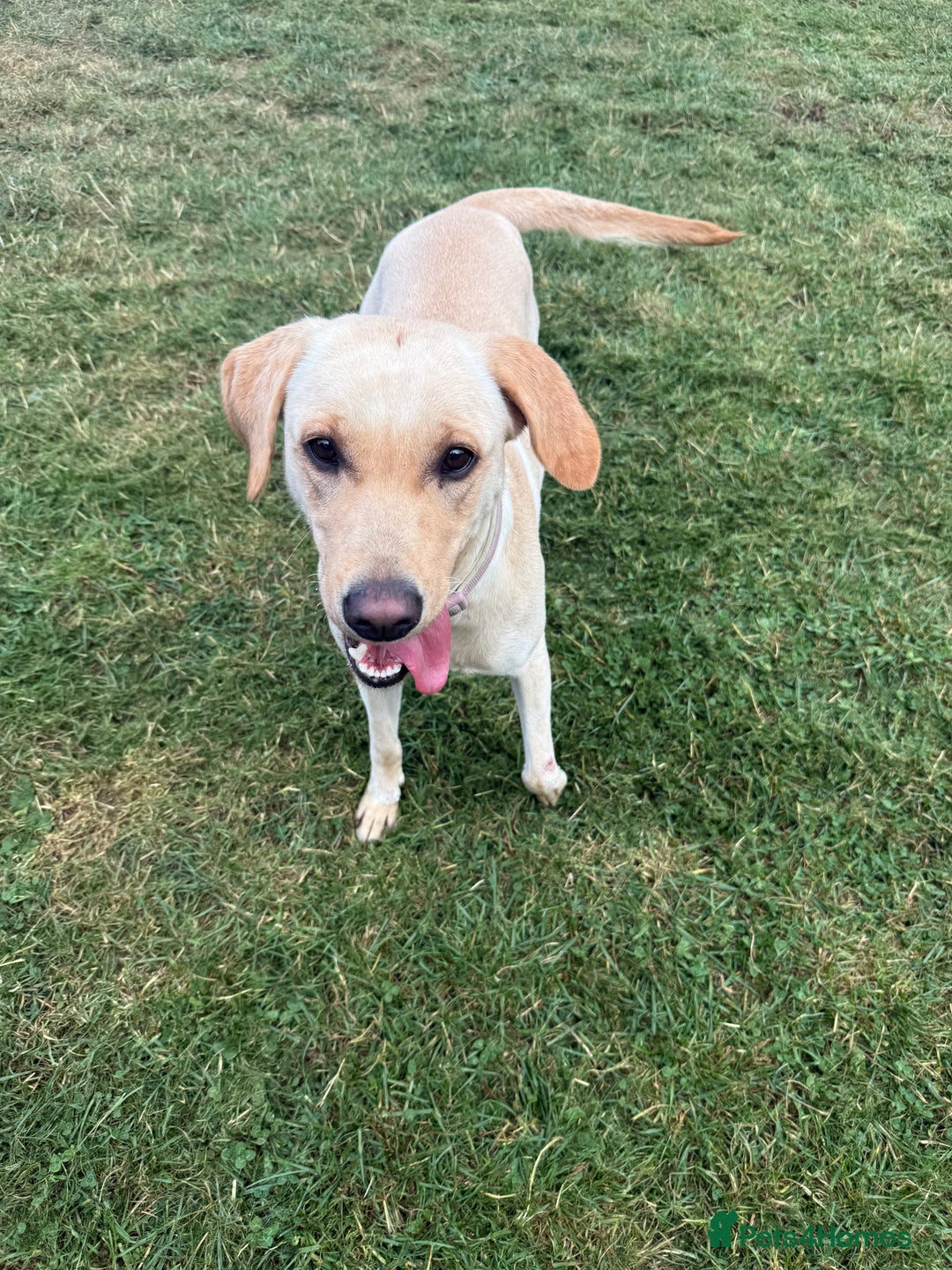 Labrador Retriever dogs for sale: 18 month old female labrador - Image 3