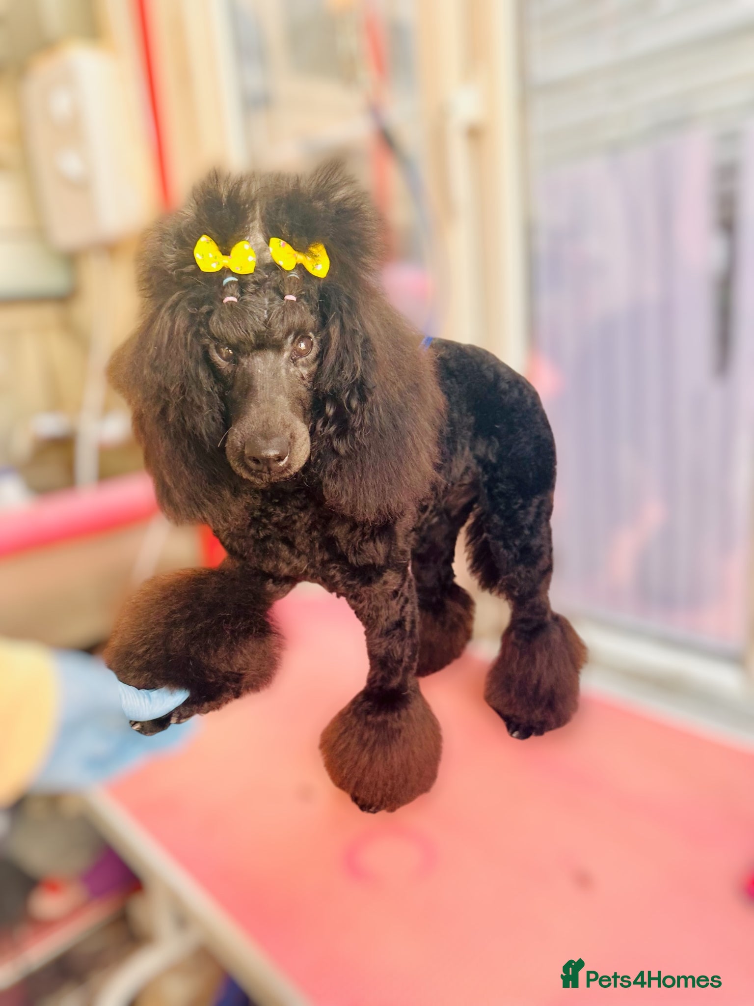 Miniature Poodle dogs Female miniature Poodle  - Advert 1