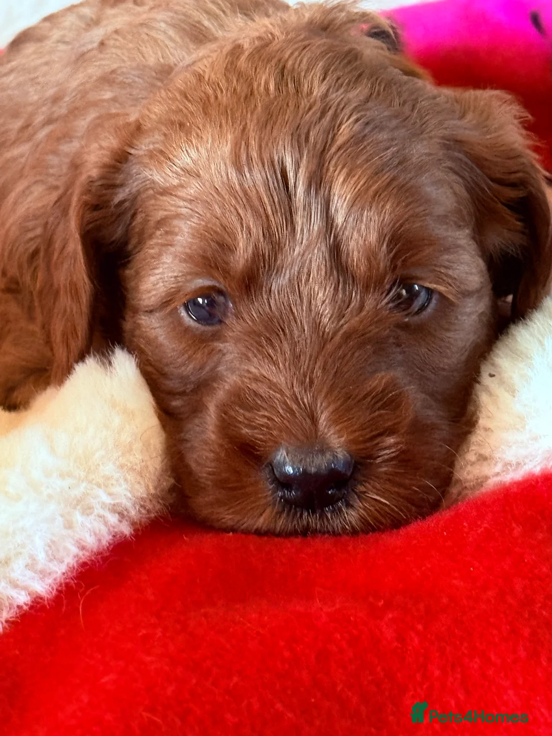 Labradoodle dogs for sale: Australian labradoodles  - Advert 9