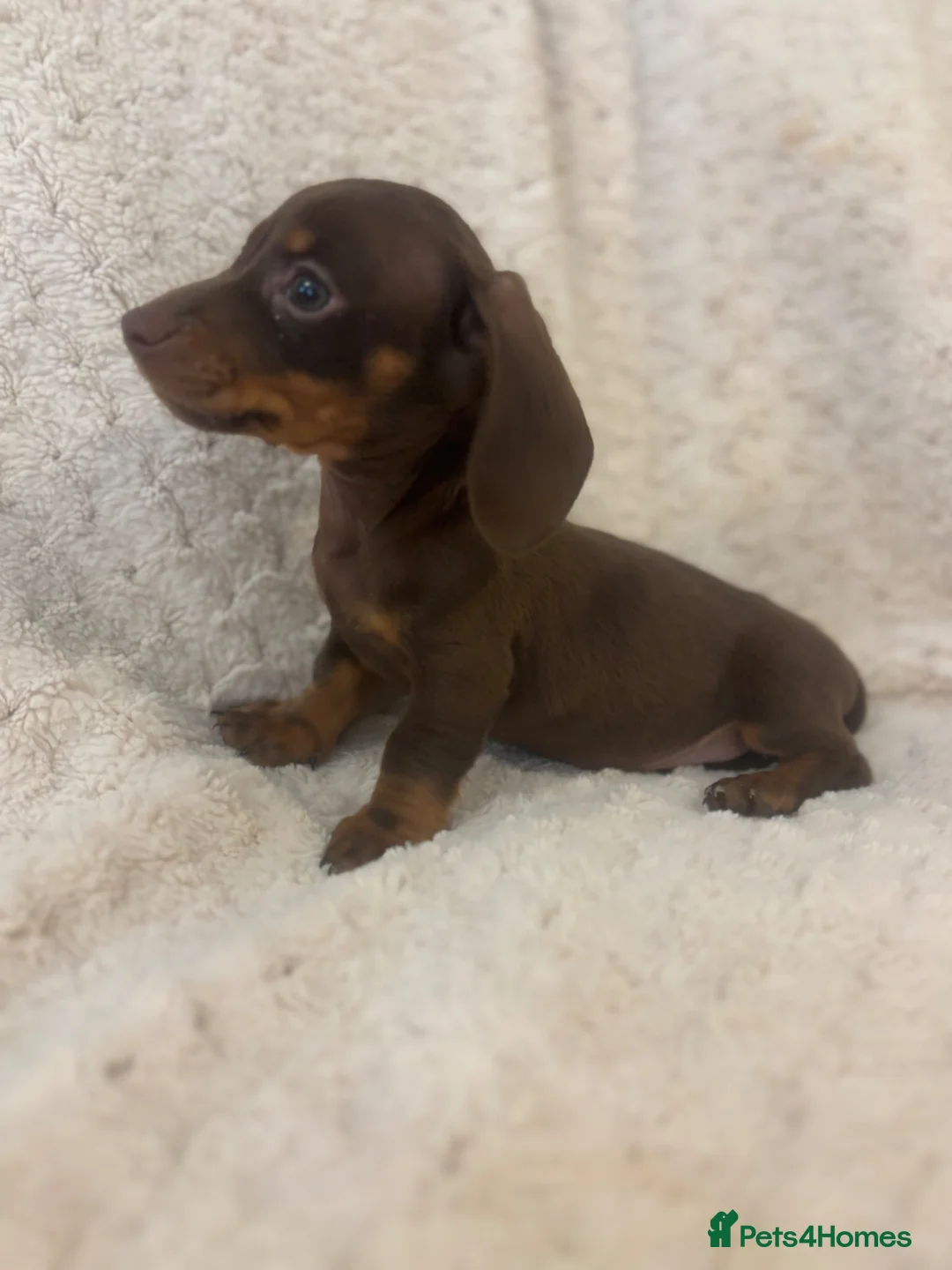 Miniature Dachshund dogs for sale: Tiny tiny miniature Dachshund puppy’s  - Advert 21