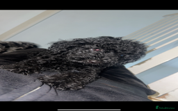 Miniature Poodle dogs for sale: Miniature poodle puppies 🐶  - Image 7
