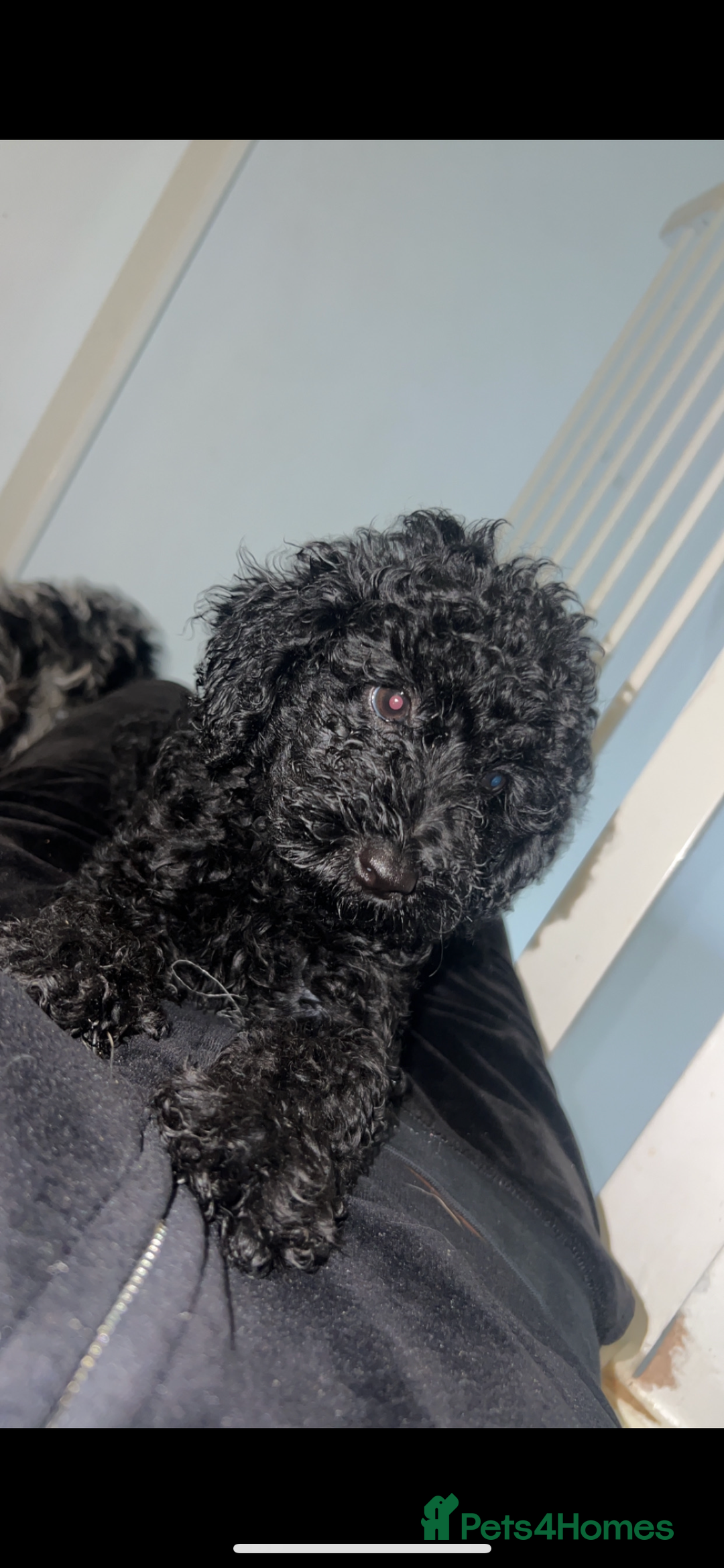 Miniature Poodle dogs for sale: Miniature poodle puppies 🐶  - Image 7