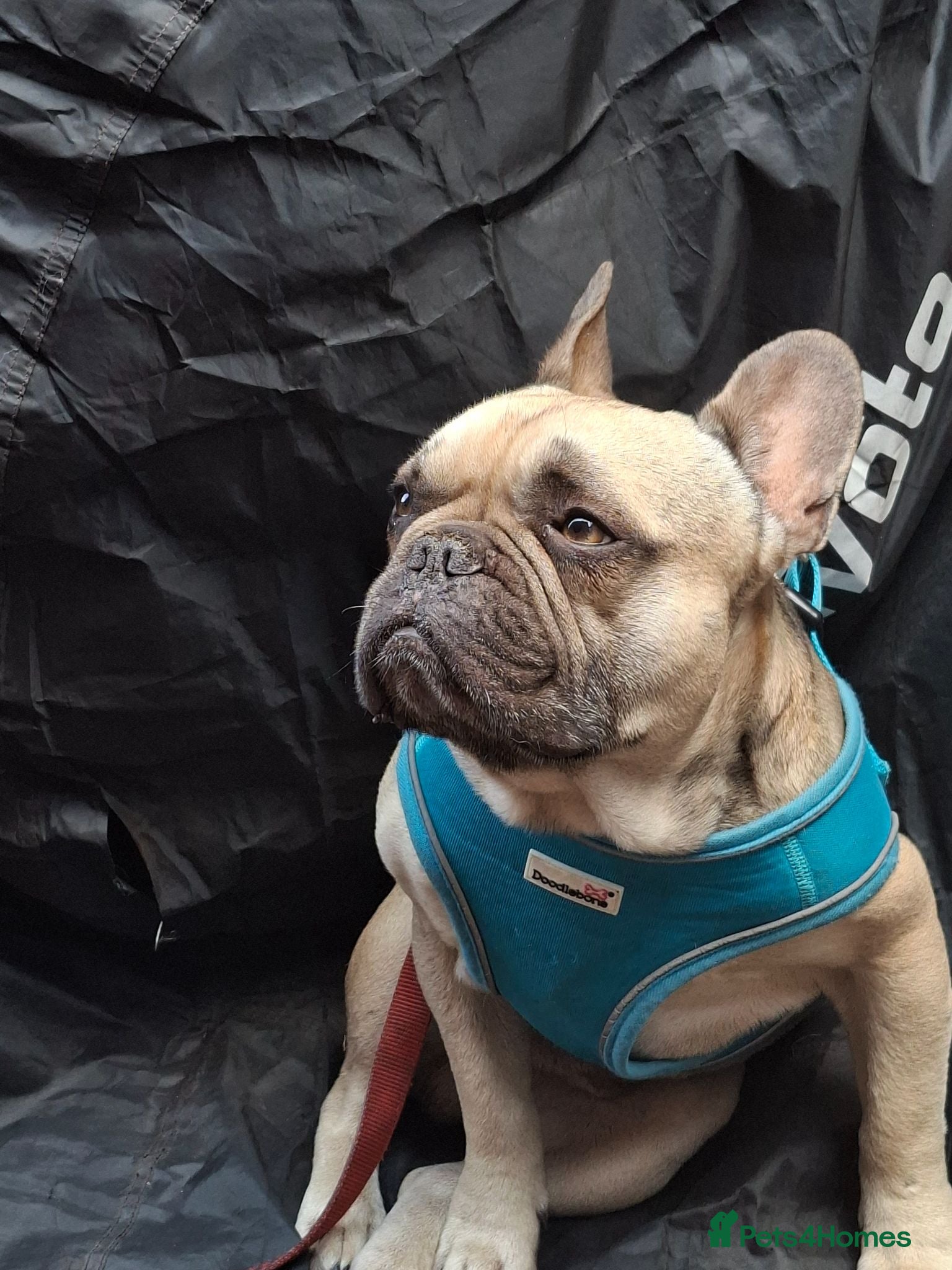French Bulldog dogs 3.5 year old male French bulldog  - Advert 1