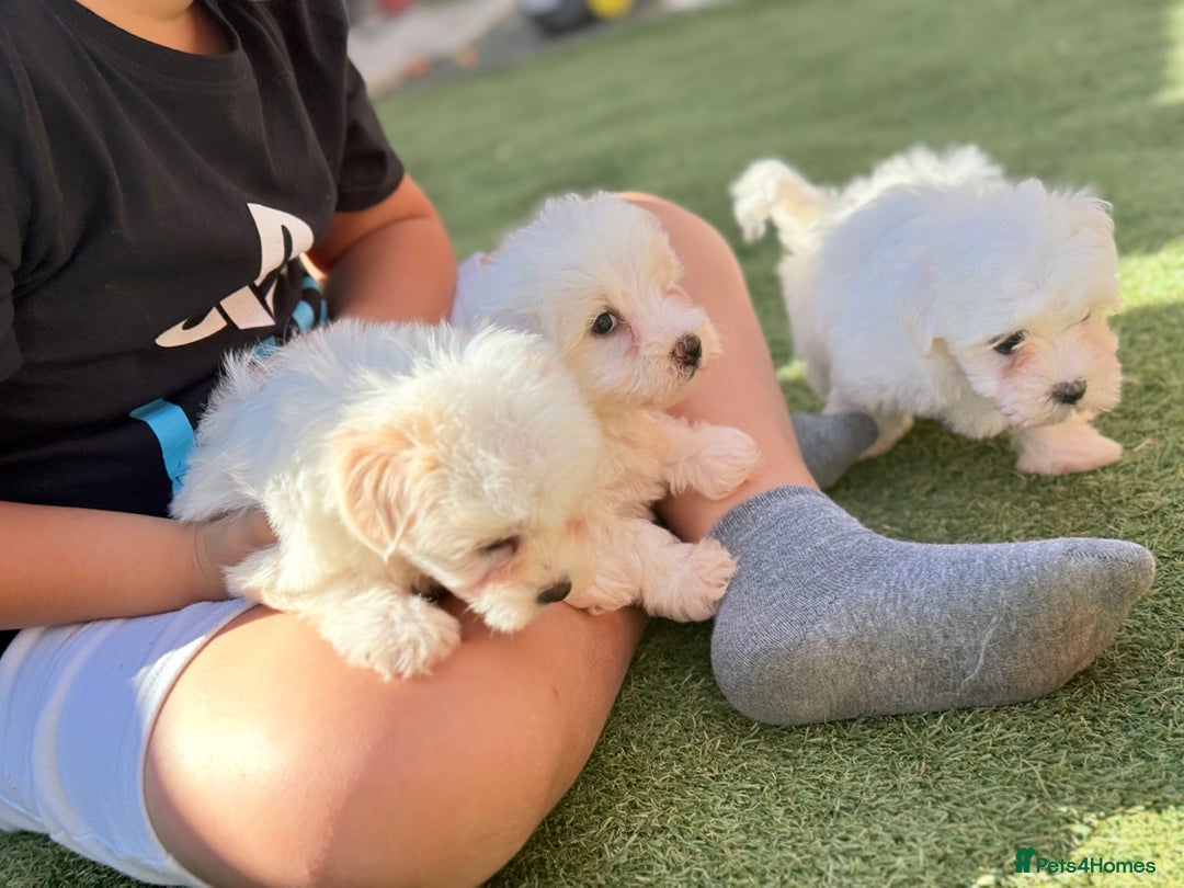 Maltese dogs for sale: Puppies Maltese  - Image 21