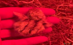 Quail poultry for sale: 3 MALE COTURNIX QUAIL, HATCHLINGS & EGGS FOR SALE - Advert 8