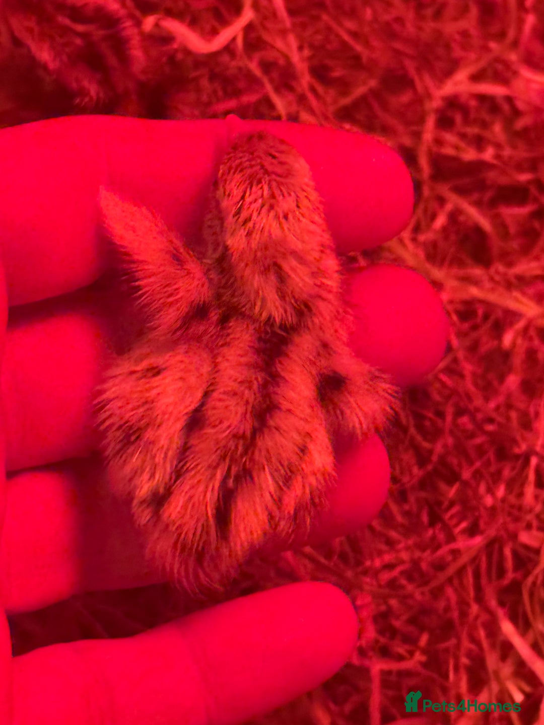 Quail poultry for sale: 3 MALE COTURNIX QUAIL, HATCHLINGS & EGGS FOR SALE - Advert 8