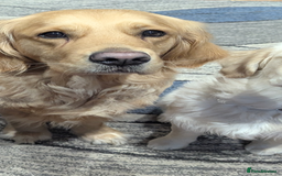 Golden Retriever dogs for sale: Female golden retriever - Image 1