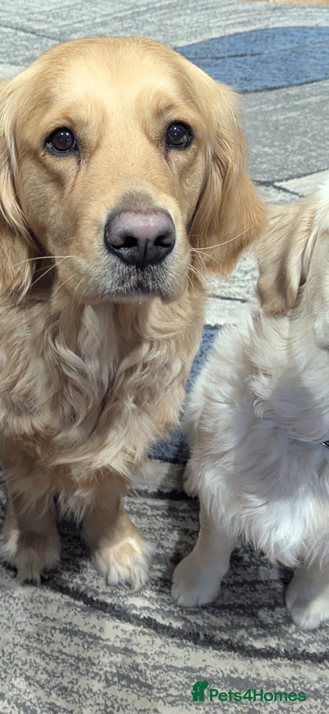 Golden Retriever dogs for sale: Female golden retriever - Image 1