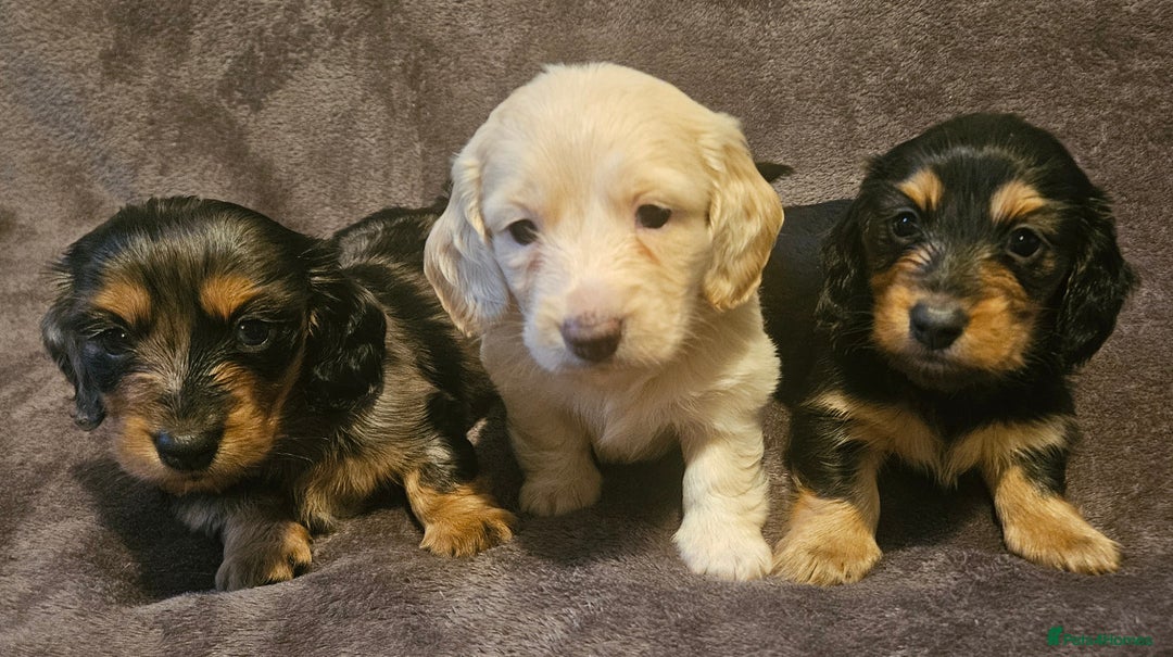 Miniature Dachshund dogs for sale: 3 adorable long hair miniature dachshund boys - Advert 1