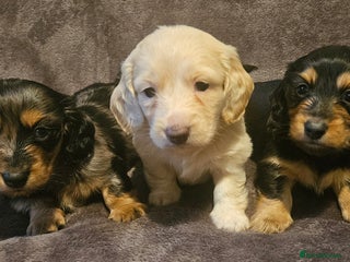 Miniature Dachshund dogs 3 adorable long hair miniature dachshund boys - Advert 2