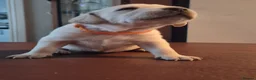 Labrador Retriever dogs for sale: Labrador puppies - Advert 3