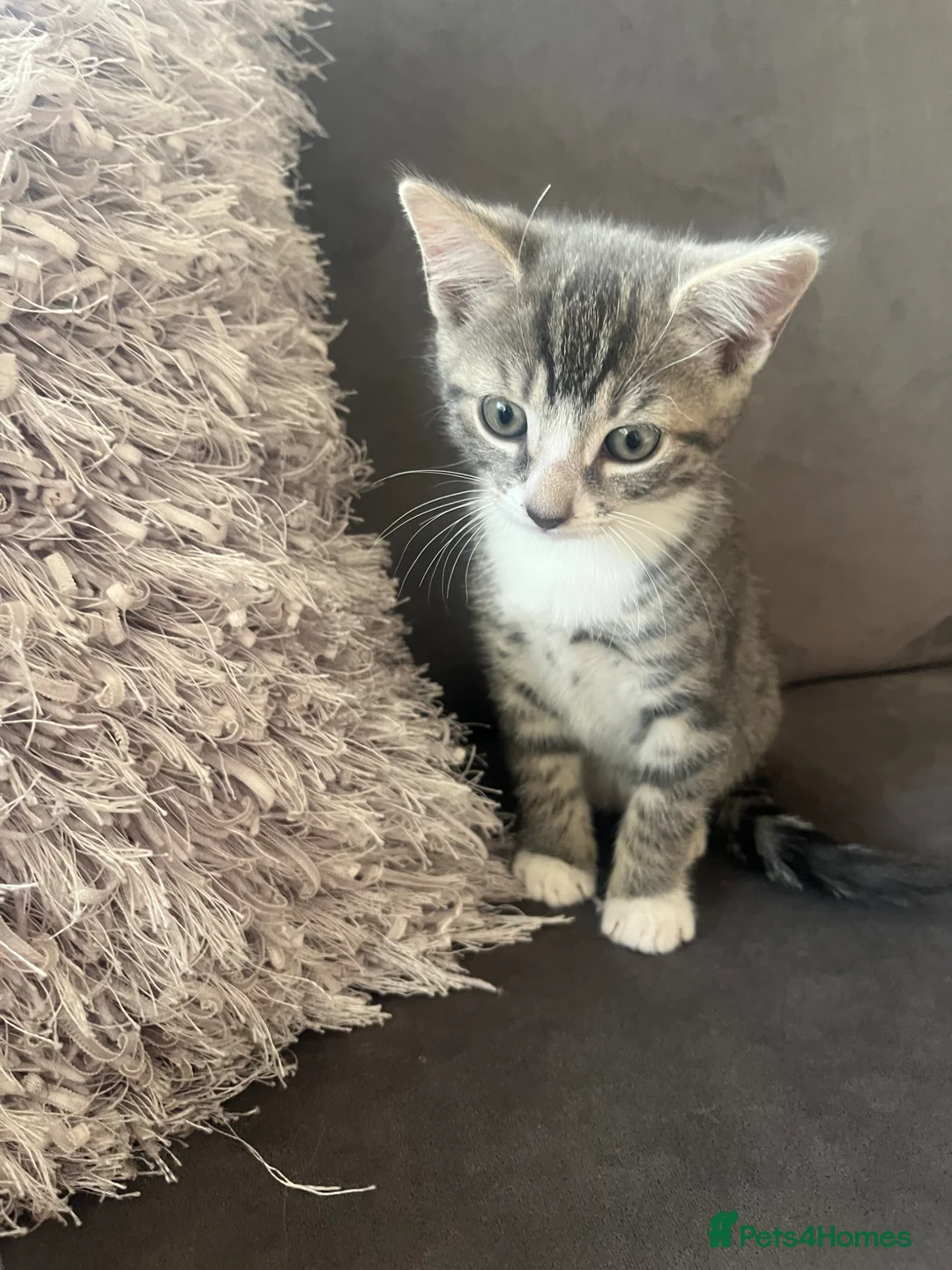 Mixed Breed cats for sale: 4 x Adorable Loving Kittens Ready NOW! - Advert 2