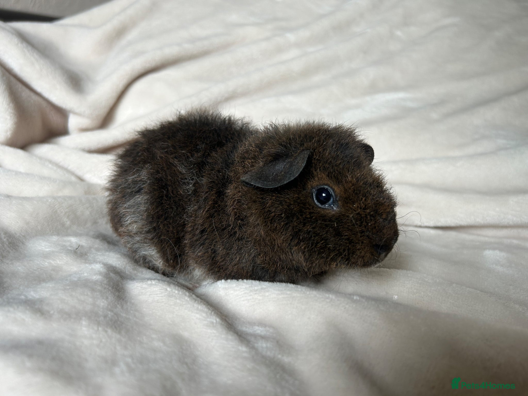 Guinea Pig rodents for sale: Baby Guinea pigs  - Advert 13