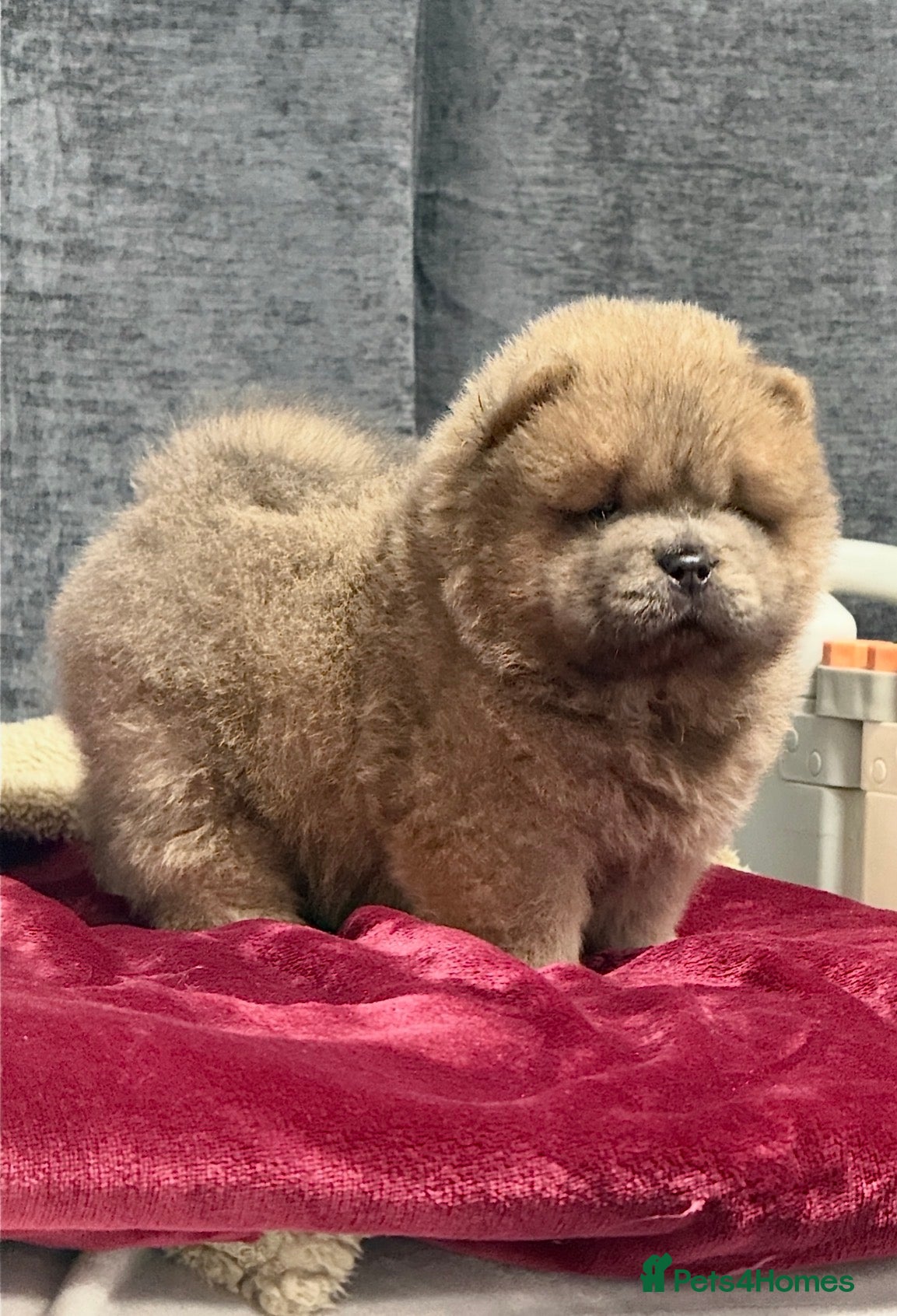 Chow Chow dogs 🧸🧸Beautiful Chow Chow Puppies🧸🧸 - Advert 4