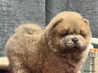 Chow Chow dogs 🧸🧸Beautiful Chow Chow Puppies🧸🧸 - Advert 4