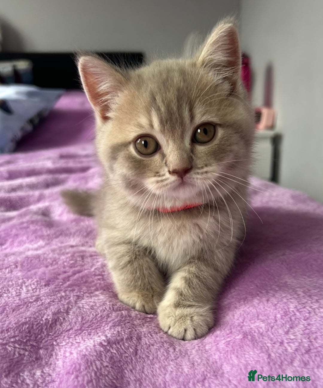 British Shorthair cats for sale: Gorgeous British Shorthair Kittens  - Image 16
