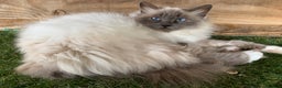 Birman cats for sale: Adult neutered breeding girls  and boy  - Advert 2