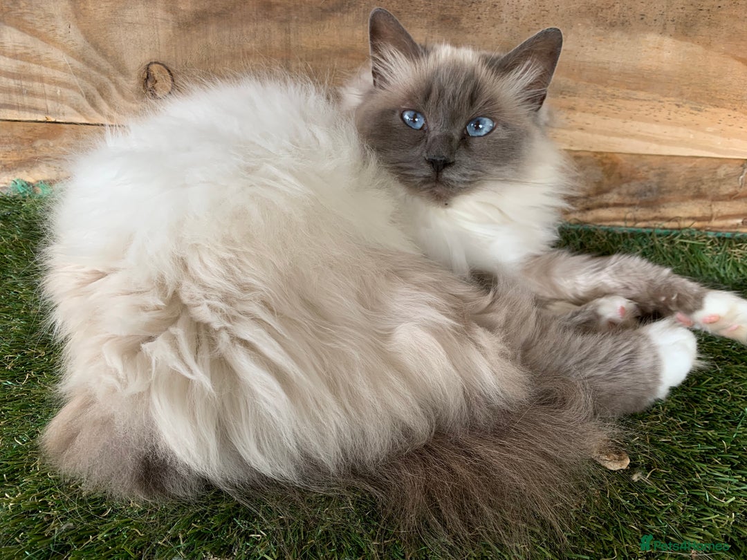 Birman cats for sale: Adult neutered breeding girls  and boy  - Image 2