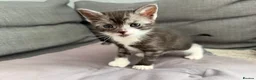 British Shorthair cats for sale: Pedigree British Shorthair Kittens – Ready May - Advert 9