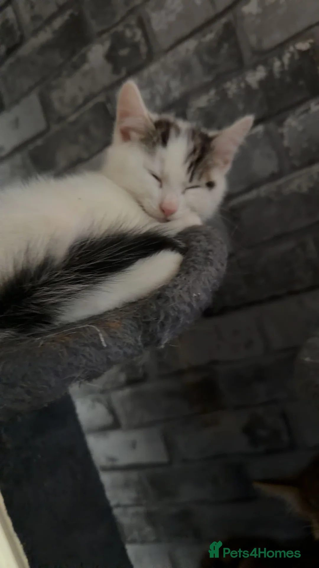 Mixed Breed cats for sale: Cute kitten - Advert 4