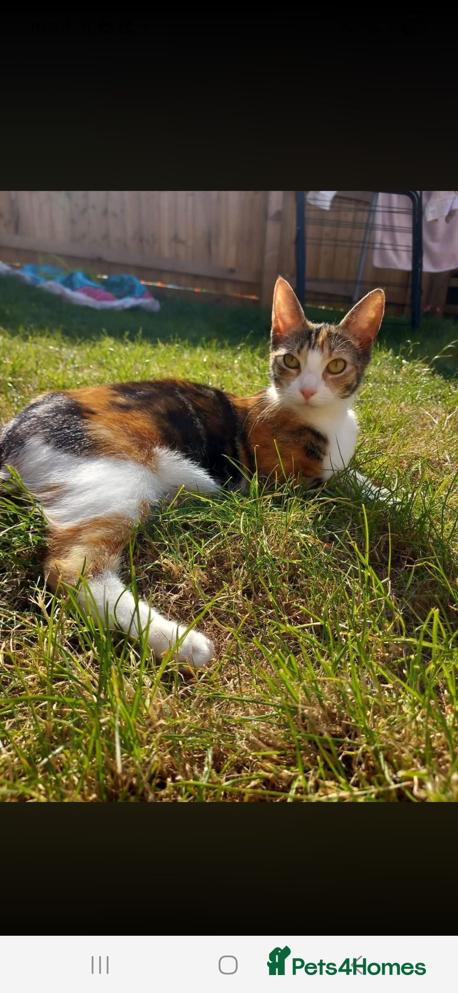 Mixed Breed cats Calico coffee - Advert 1