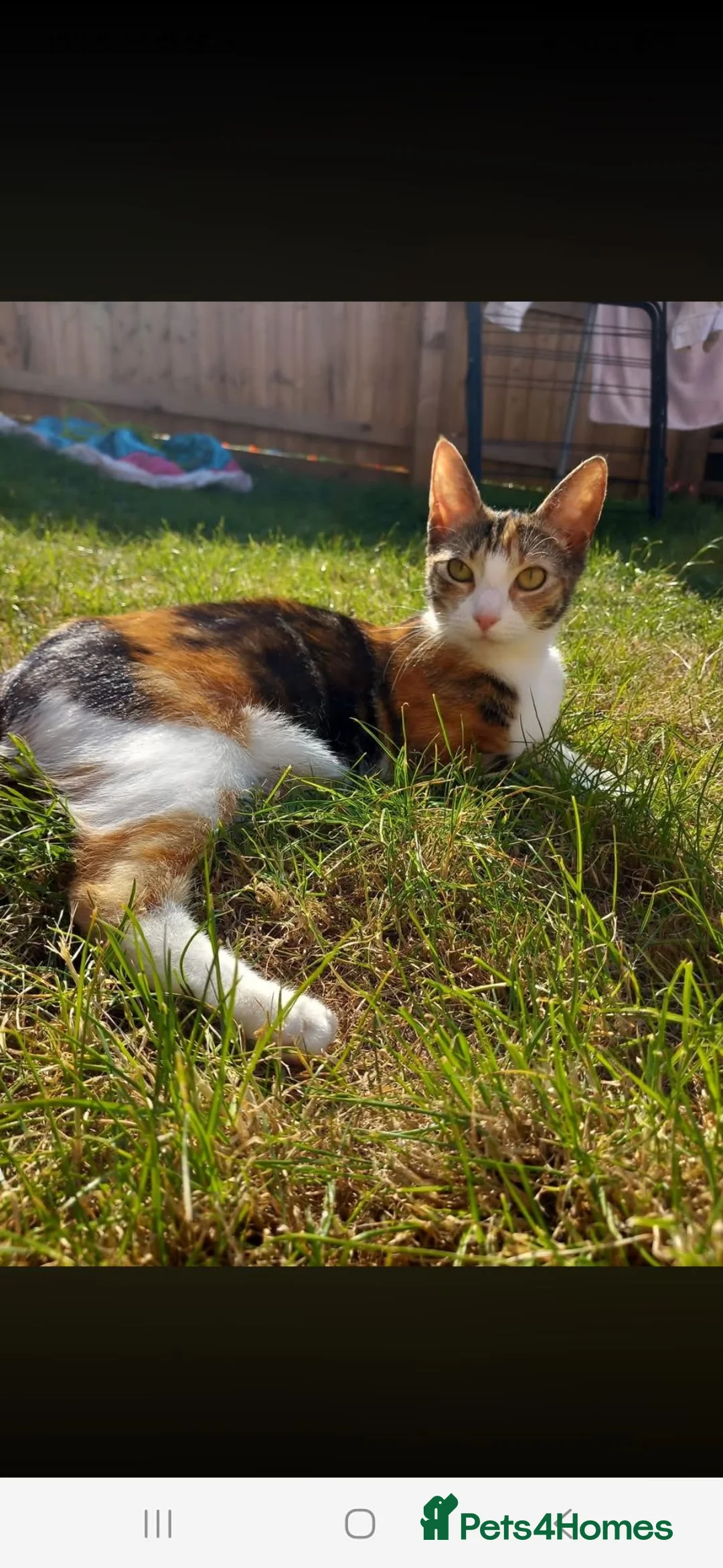 Mixed Breed cats for sale: Calico coffee - Advert 1