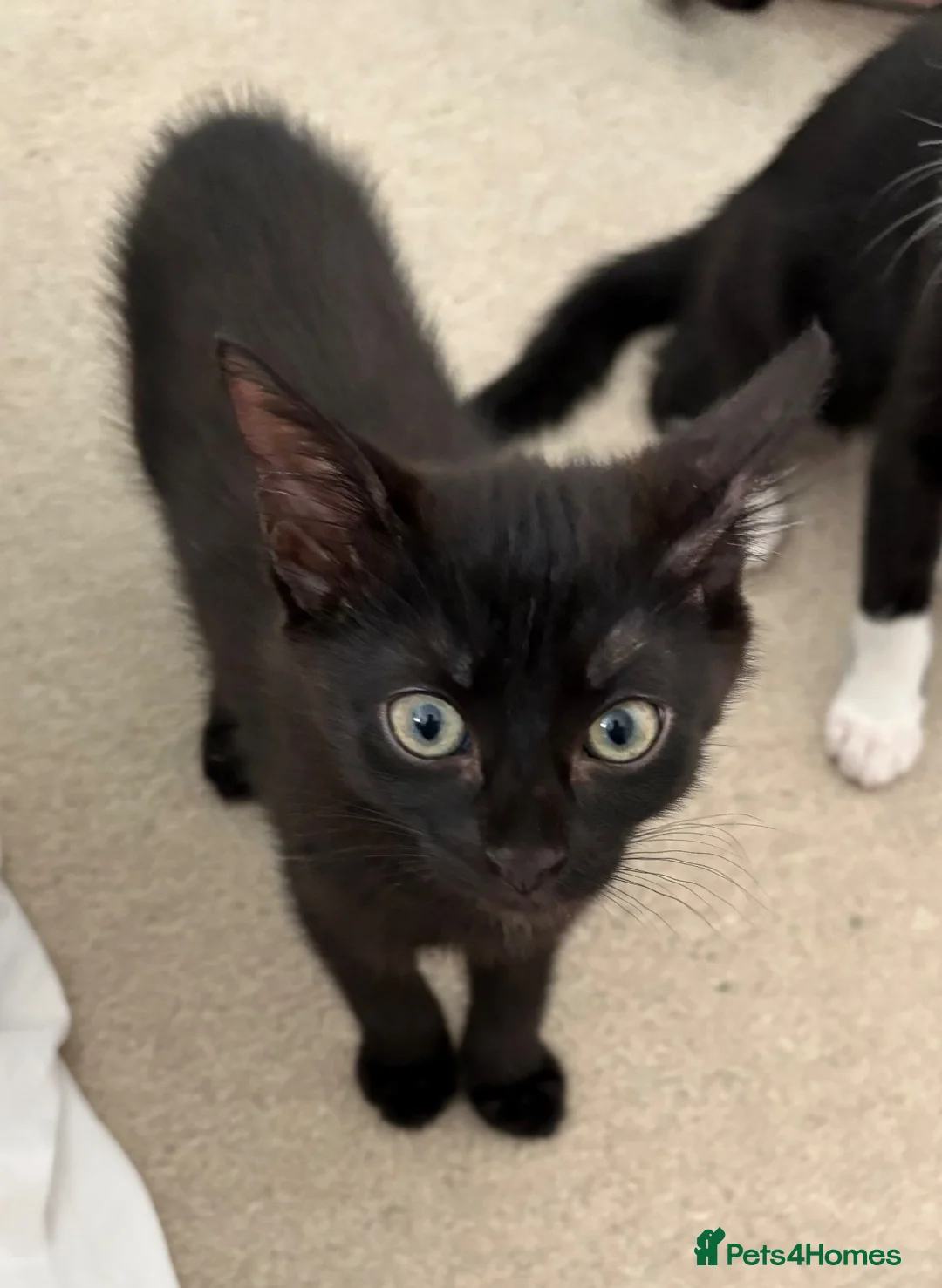 Mixed Breed cats for sale: Half Savannah kittens  - Advert 17