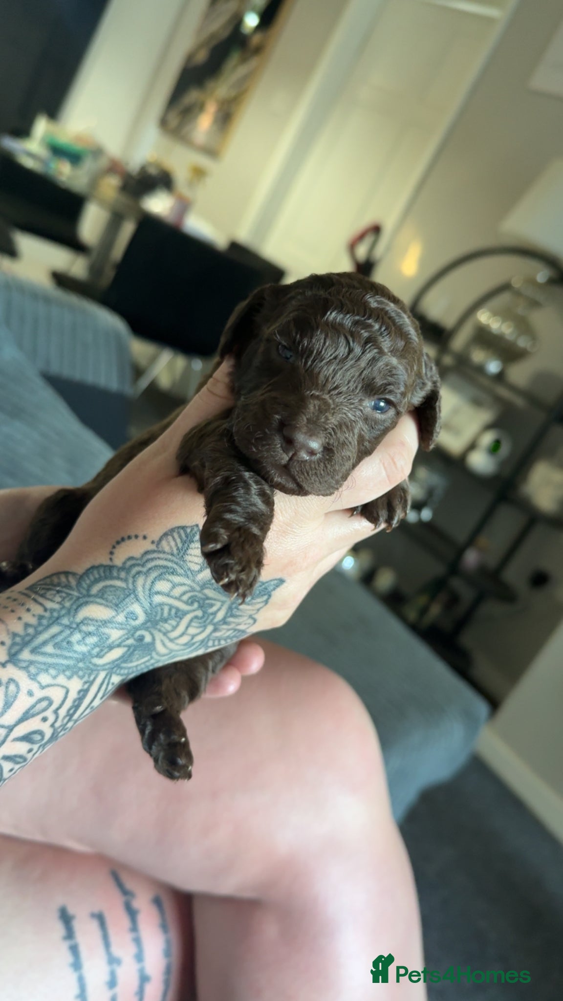 Cockapoo dogs 1 girl left  ❤️ Stunning F2 Cockapoo Puppies - Advert 17