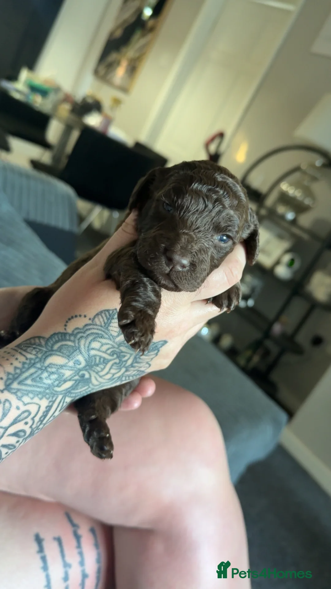 Cockapoo dogs for sale: 1 girl left NOW £850 stunning F2 Cockapoo Puppies - Advert 2