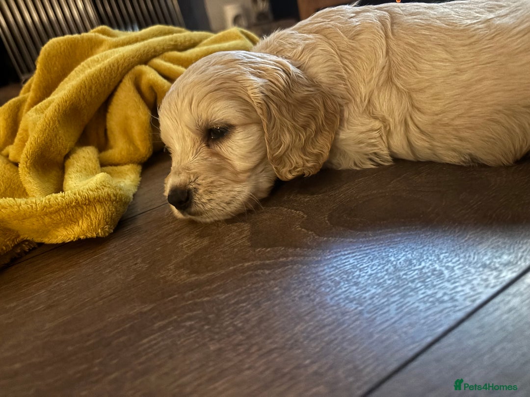Mixed Breed dogs for sale: Golden doodle x Cocker Spaniel puppies  - Image 11