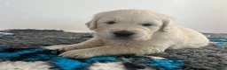 Golden Retriever dogs for sale: RKC registered golden retriever puppies  in Yeovil - Advert 6