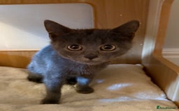 Russian Blue cats for sale: Russian Blue Boy Kitten - Image 6