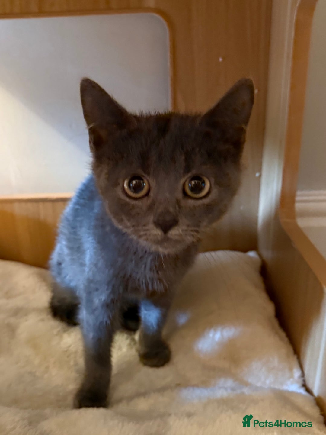 Russian Blue cats for sale: Russian Blue Boy Kitten - Image 6