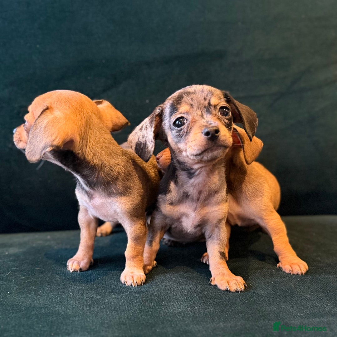 Mixed Breed dogs for sale: Chihuahua cross dachshund puppies  - Advert 12