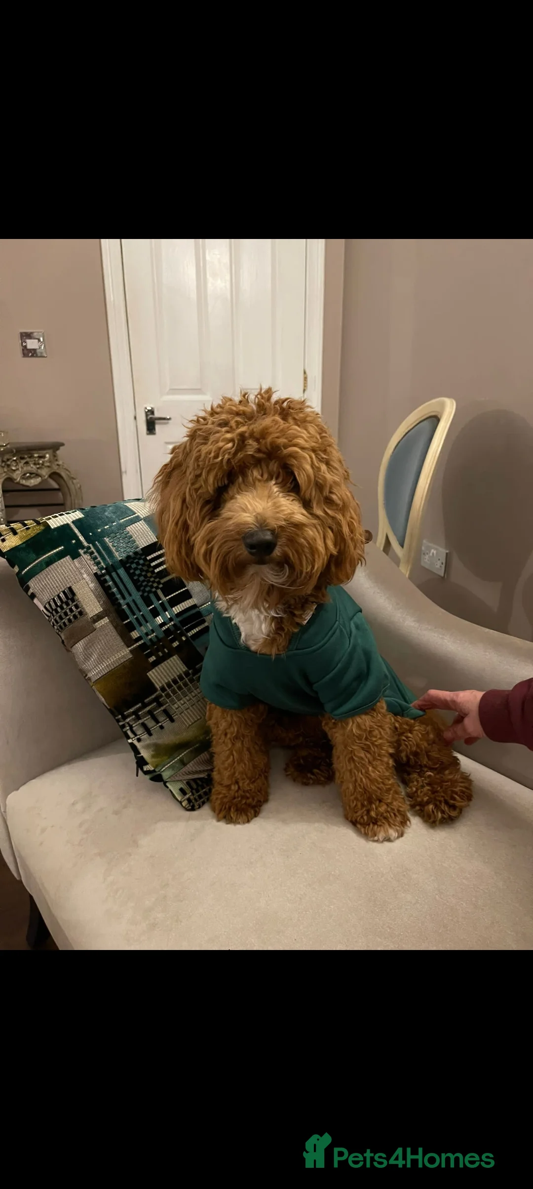 Gallery Image {{count}}