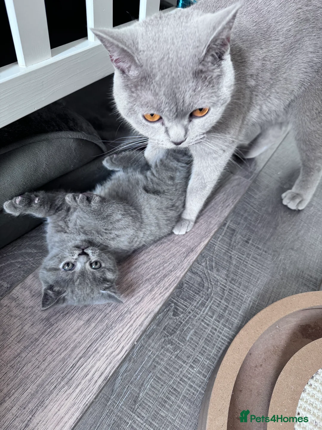 British Shorthair cats for sale: 🐾 Exceptional Blue British Shorthair Kittens 🐾 in London - Advert 7