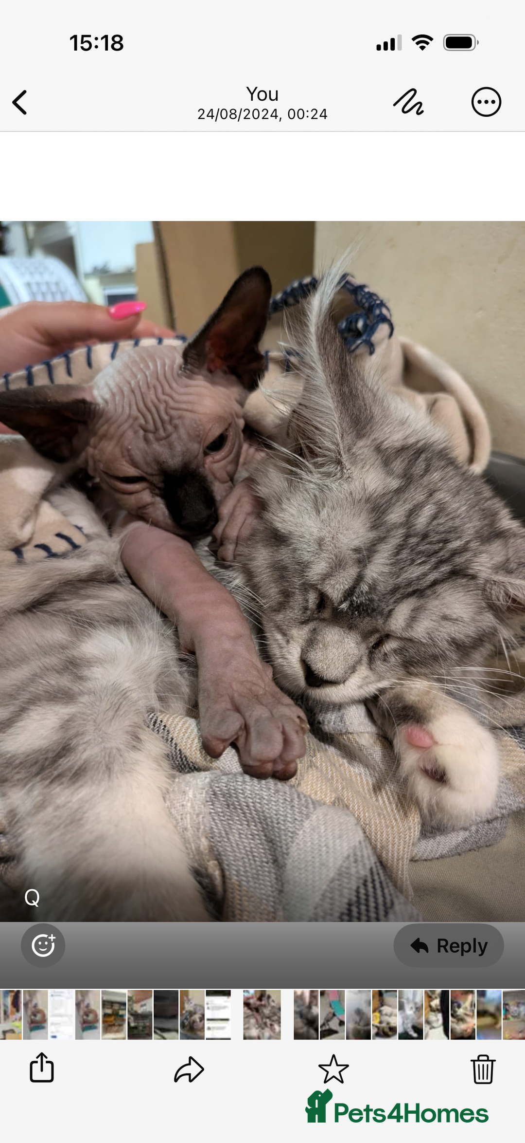 Maine Coon cats for sale: TICA reg adorable Maine Coon baby kittens  - Advert 17