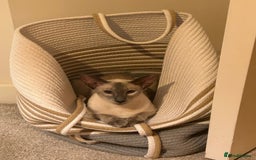 Oriental cats for sale: Oriental and Siamese cats for adoption - Image 2