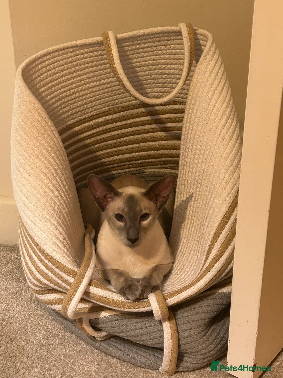Oriental cats for sale: Oriental and Siamese cats for adoption - Image 2