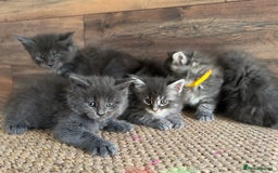 Maine Coon cats for sale: First Litter 6 Pure Maine Coon Kittens - Image 10
